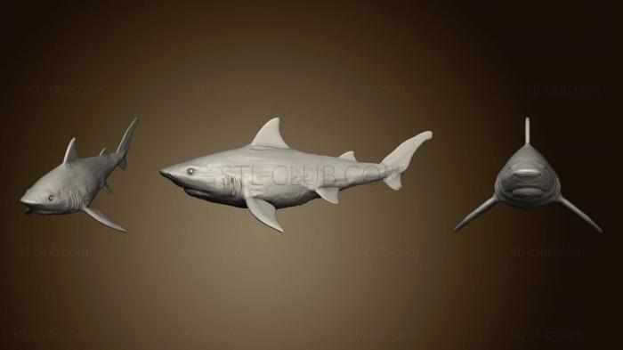 Shark 5